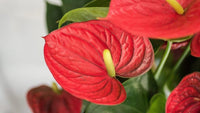 Anthurium Flower Seeds for Planting, Heirloom, Non-GMO, 100