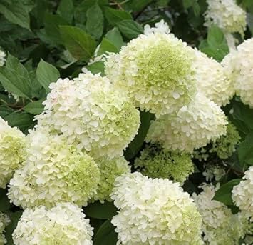 Heirloom Green White Hydrangea Flower Seeds, Non-GMO Unique Blooms for Planting