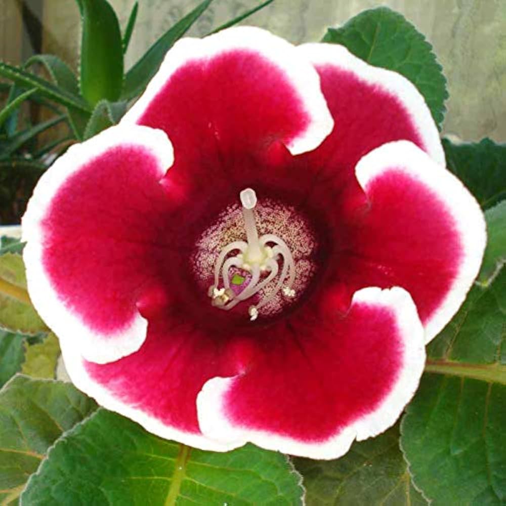 Gloxinia Sinningia Velvet Perennial Flower Seeds for Garden