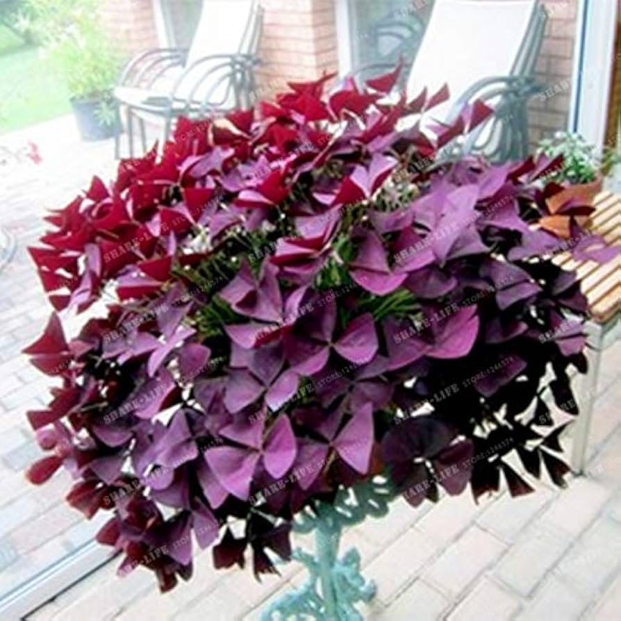 Red Oxalis Purple Shamrock Perennial Flower - for planting in home garden
