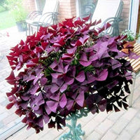 Red Oxalis Purple Shamrock Perennial Flower - for planting in home garden