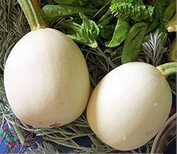 White Nest Egg Gourd Vegetable Seeds for Planting