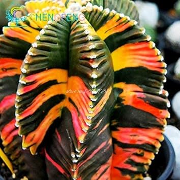 Aztekium (Aztekium scientific name) for planting in garden