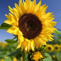 Sunflower plant grown from seeds with tall stems and large, golden yellow blooms