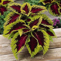 Coleus Blumei Rainbow Mix Color Plant - for planting in home garden