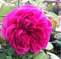 Deep Pink Rose Heirloom Non-GMO Seeds for Planting