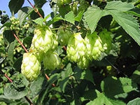 Organic Heirloom Non-GMO Light Green Humulus Lupulus Seeds for Planting – Hops Plant