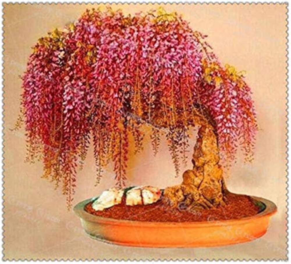 Red wisteria flower seeds producing rare, cascading perennial vines with vivid red blooms ideal for ornamental trellises