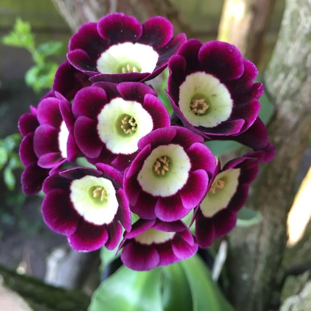 Primaverine-Sera flowers grown from bulk seeds with vibrant seasonal blooms in mixed colors