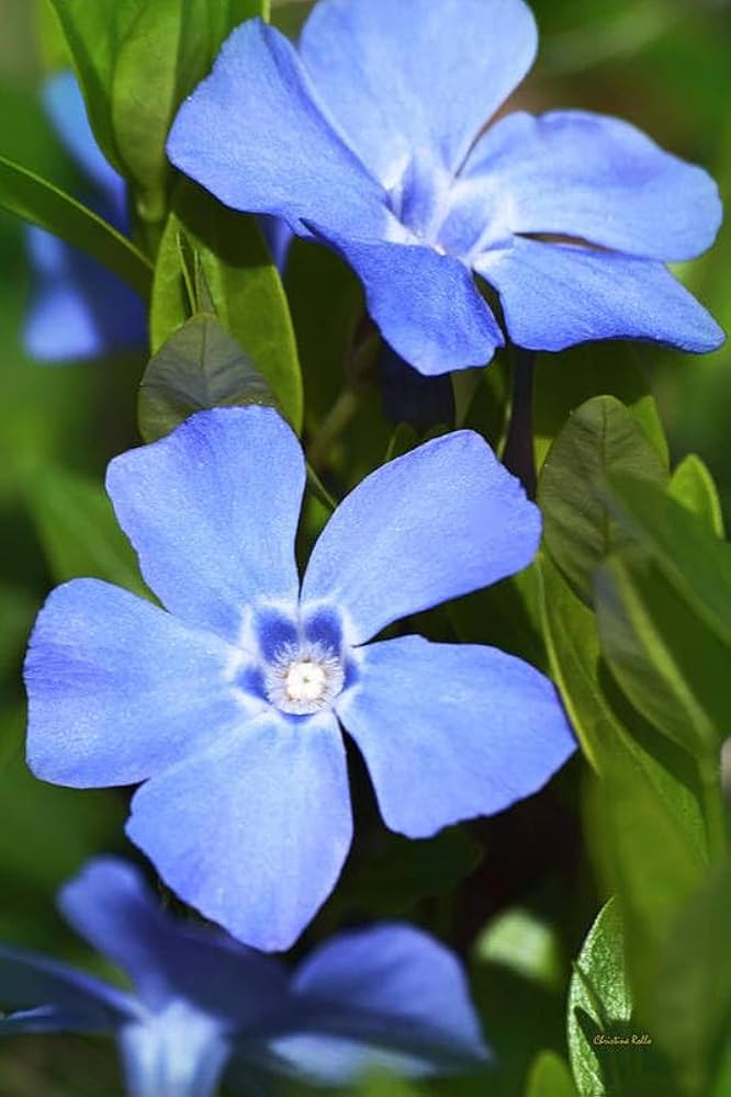 Heirloom Non-GMO Sky Blue Periwinkle Flower Seeds for Serene and Colorful Garden Planting