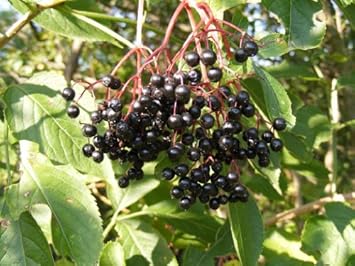 Canadensis Fruit Seeds - A Sweet and Tangy Fruit for Your Garden 100 pcs