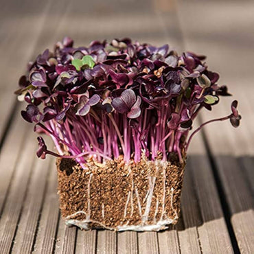 Radish, Purple Stem – Organic Microgreen Seed