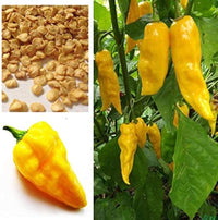 Yellow Devil's Tongue Habanero Hot Pepper Seeds