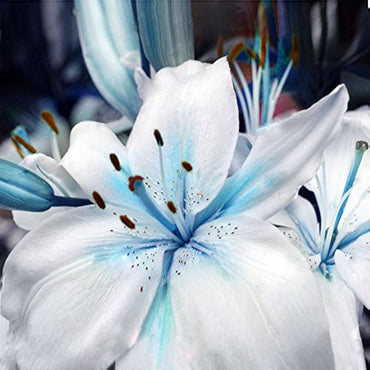 Pure White Lily Flower Seeds for Indoor and Outdoor Perennial Planting Sky Blue
