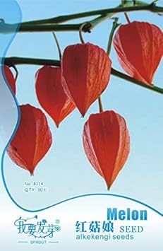 Red Alkekengi Physalis alkekengi seeds for garden planting
