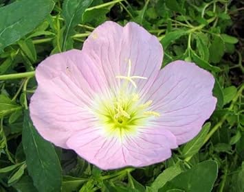 Light Pink Primrose Flower Seeds – Heirloom Non-GMO Evening Blooms for Garden Ground Cover