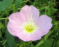 Light Pink Primrose Flower Seeds – Heirloom Non-GMO Evening Blooms for Garden Ground Cover