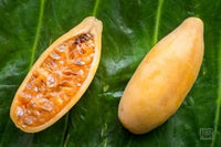 Red Passiflora Seeds for Planting – Organic, Heirloom, Non-GMO Flower Seeds