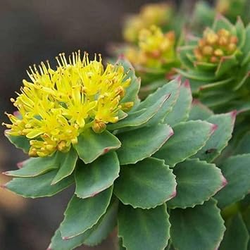 Rhodiola Rosea Flower Seeds for Planting – Non-GMO, Heirloom Medicinal Herb Seeds