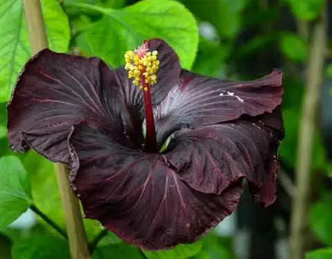 Hibiscus Flower Black Easy Grow Plant Seeds