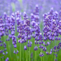 Lavender Evergreen Flower - for planting in home garden