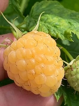 BlackBerry Seeds - Grow Fresh Blackberries in Your Own Backyard 100 pcs