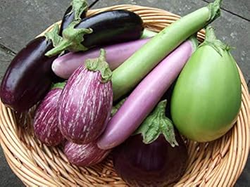Eggplant Seeds for Planting Mixed Colour - 100 pcs