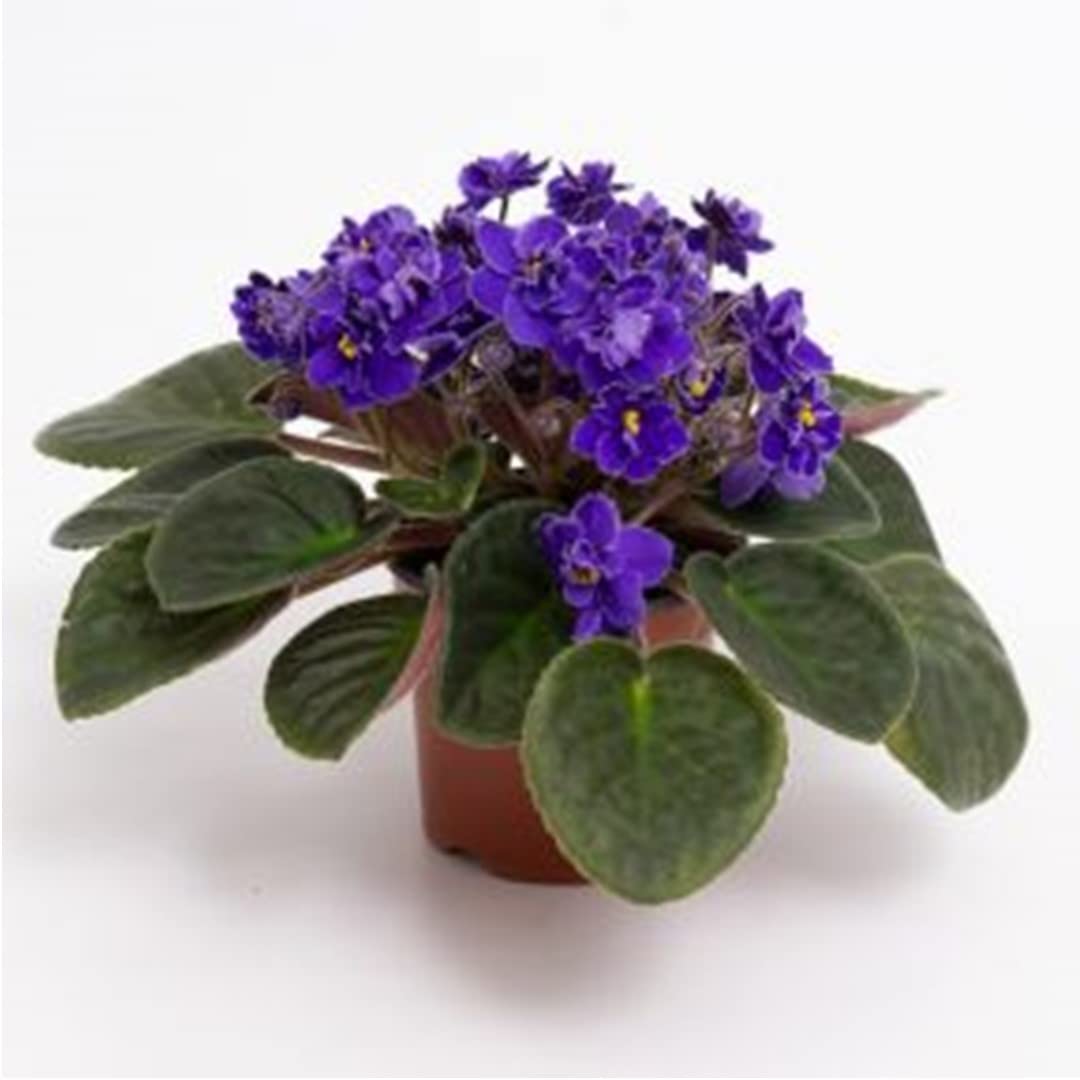 African Violet Saintpaulia Ionantha Perennial Flower Seeds