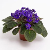 African Violet Saintpaulia Ionantha Perennial Flower Seeds
