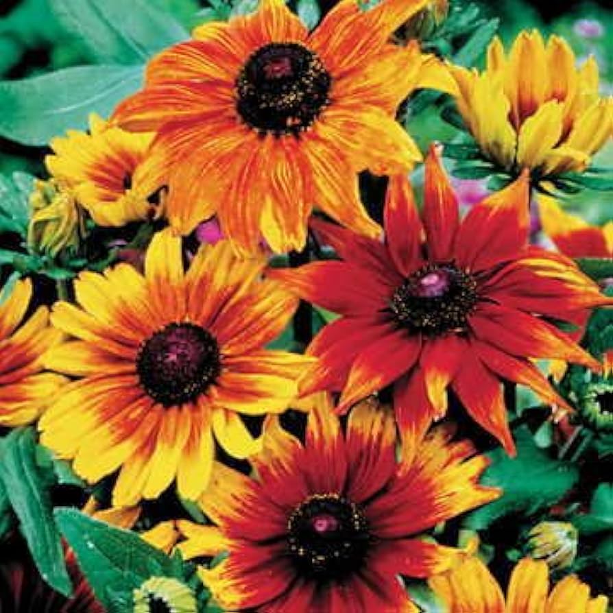 Gloriosa - Daisy for planting in home garden
