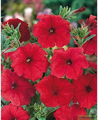 Petunia (flower Petunia hybrida) for planting in garden