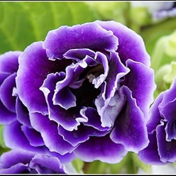 Heirloom Non-GMO Gloxinia Perennial Flower Seeds – Lush Indoor or Garden Blooms