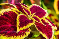 Coleus Blumei Rainbow Mix Color Plant Seeds