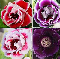 Red & Purple Gloxinia Heirloom Non-GMO Seeds for Planting