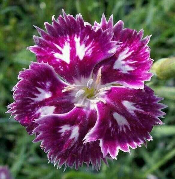 Sweet William- Sweet Magenta (seedling)