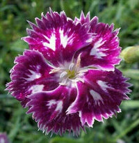 Sweet William- Sweet Magenta (seedling)