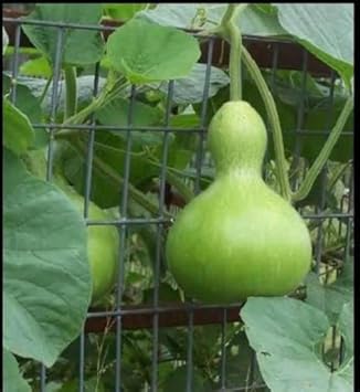 Birdhouse Gourd Lagenaria siceraria seeds for trellis garden planting