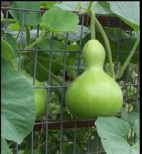 Birdhouse Gourd Lagenaria siceraria seeds for trellis garden planting