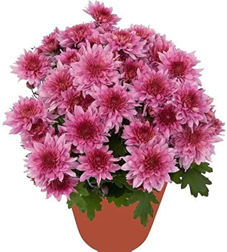 Seedling 5 Pack- Chrysanthemum- Spring Delano