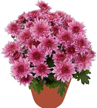 Seedling 5 Pack- Chrysanthemum- Spring Delano