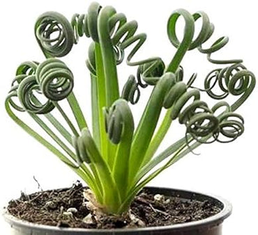 Spiralis Plant Seeds Heirloom Non GMO Planting - 100