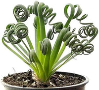 Spiralis Plant Seeds Heirloom Non GMO Planting - 100 for planting in home garden