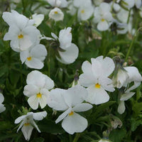 Heirloom Non-GMO Pansy Flower Seeds for Planting – Colorful Cool-Season Blooms