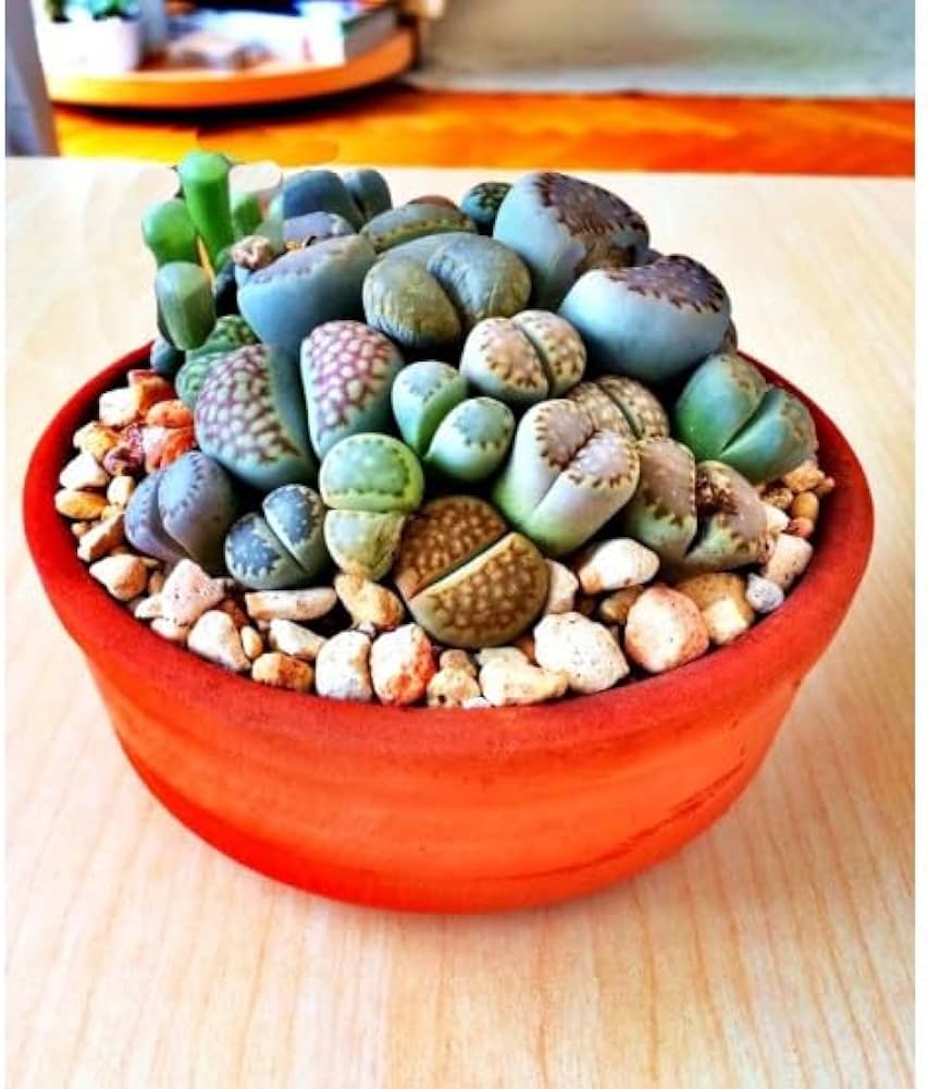 Lithops - Lithops for planting in home garden