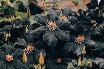 Heirloom Non-GMO Clematis Flower Seeds for Planting – Climbing Vine Garden Seeds