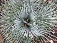 Chamaerops (Chamaerops scientific name) for planting in garden