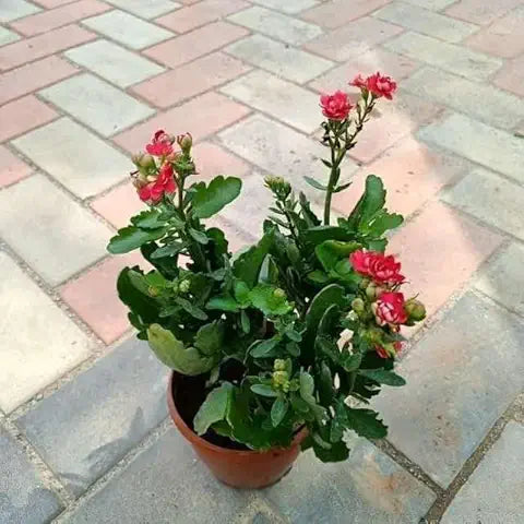 Kalanchoe Magic Mixed Easy Grow Plant - for planting in home garden