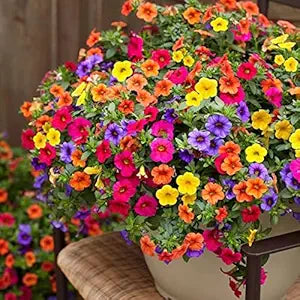 Petunia Hybrida Flower - for planting in home garden