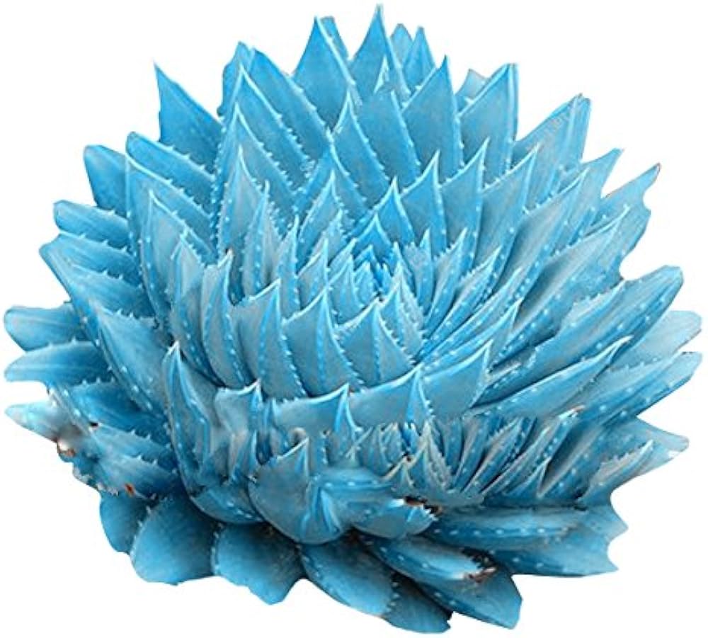 Spiked - Blue for planting in home garden