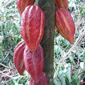 Burgundy Papaya Fruit Seeds for Planting - Ideal for Tropical and Subtropical Gardens